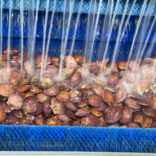 통영 홍가리비 세척 선별 비단 가리비 조개 구이 1kg, 1개