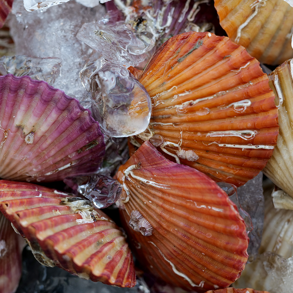 통영 홍가리비 세척 선별 비단 가리비 조개 구이 1kg, 1개