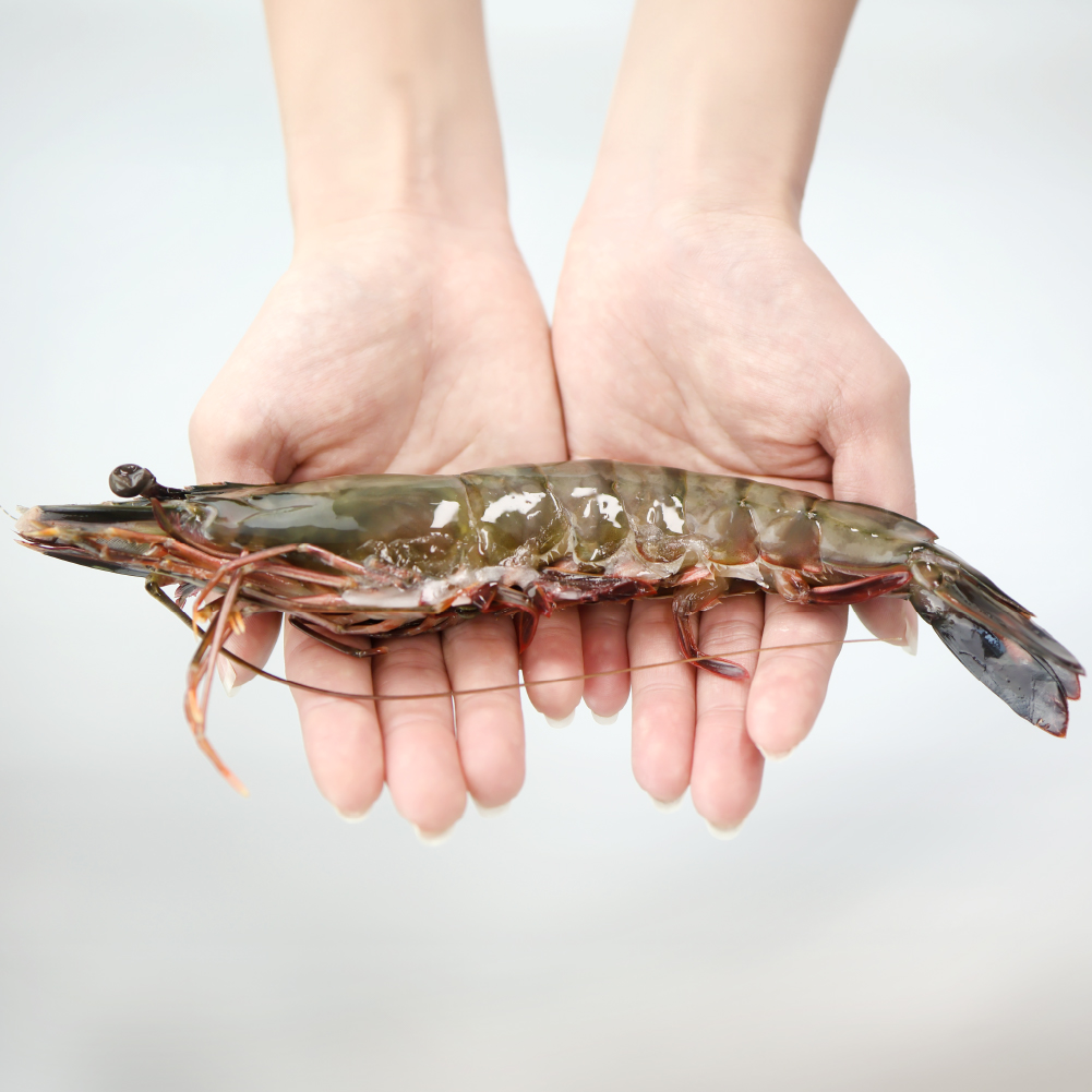 킹 블랙타이거 새우 500g 15미 자연산 왕 대왕 대하 급냉 냉동