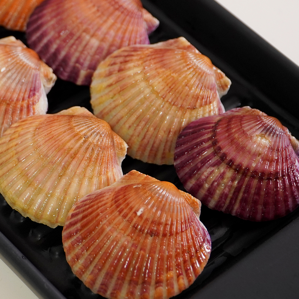 통영 홍가리비 세척 선별 비단 가리비 조개 구이 1kg, 1개