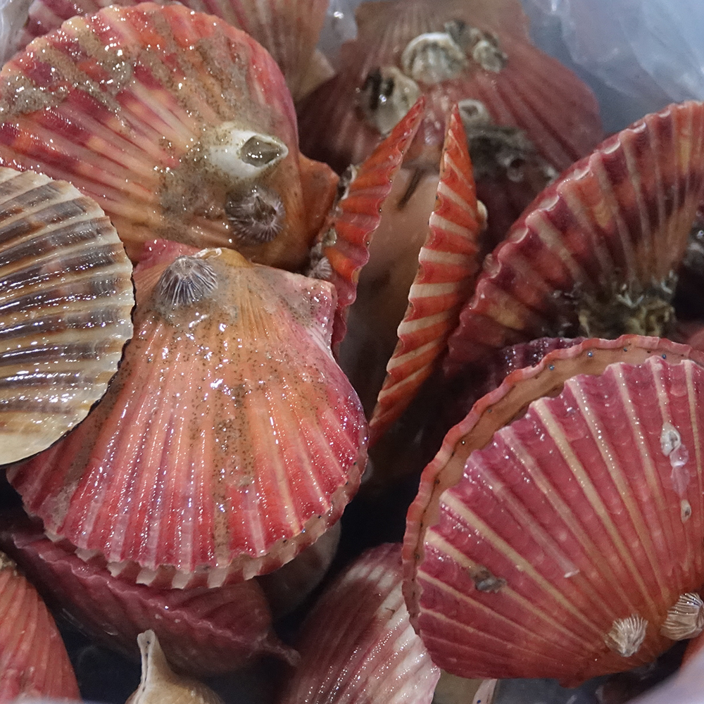 통영 홍가리비 세척 선별 비단 가리비 조개 구이 1kg, 1개
