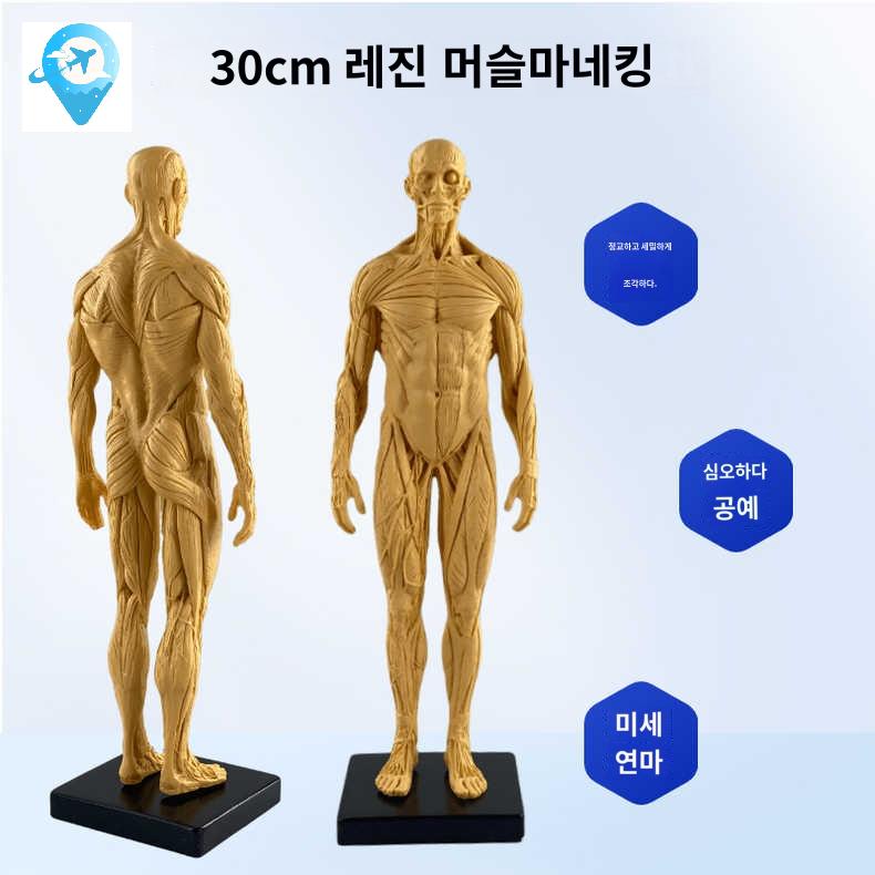 해부학 모형 드로잉 전신 근육 미술 스케치 인체 모델 - 상품 이미지