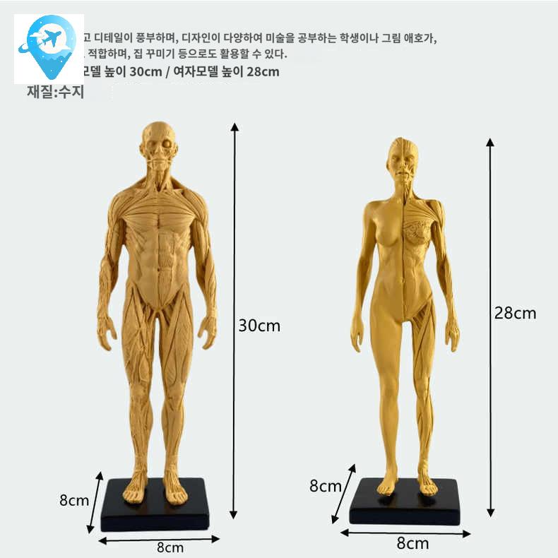 해부학 모형 드로잉 전신 근육 미술 스케치 인체 모델 - 상세 이미지 2
