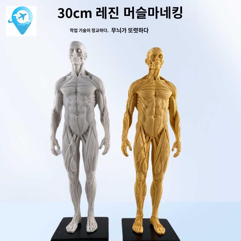 해부학 모형 드로잉 전신 근육 미술 스케치 인체 모델 - 상세 이미지 3
