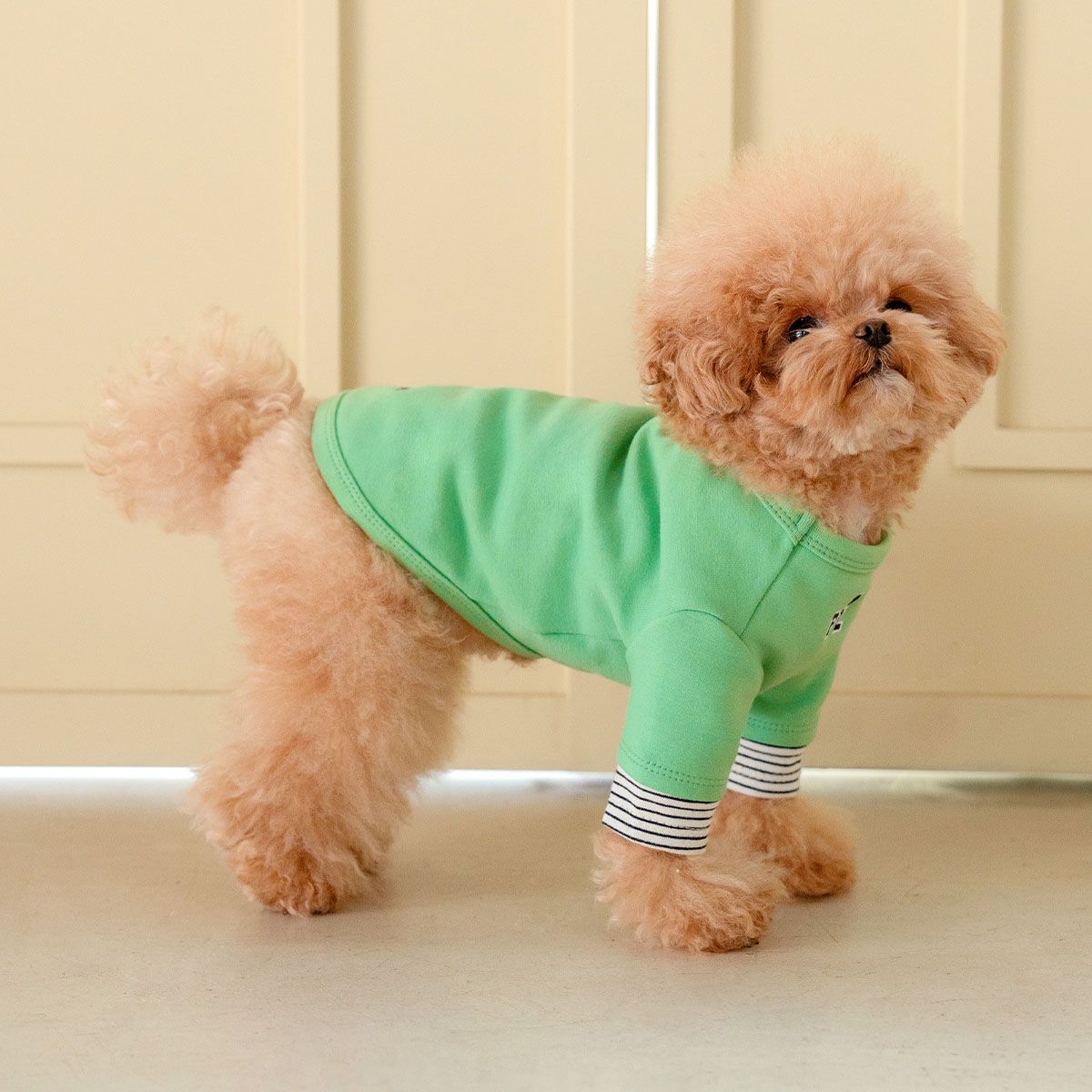 강아지겨울옷 소형견 실내복 강아지옷 레이어드 티셔츠