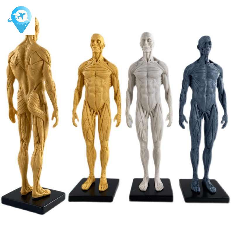 해부학 모형 드로잉 전신 근육 미술 스케치 인체 모델 - 상세 이미지 5