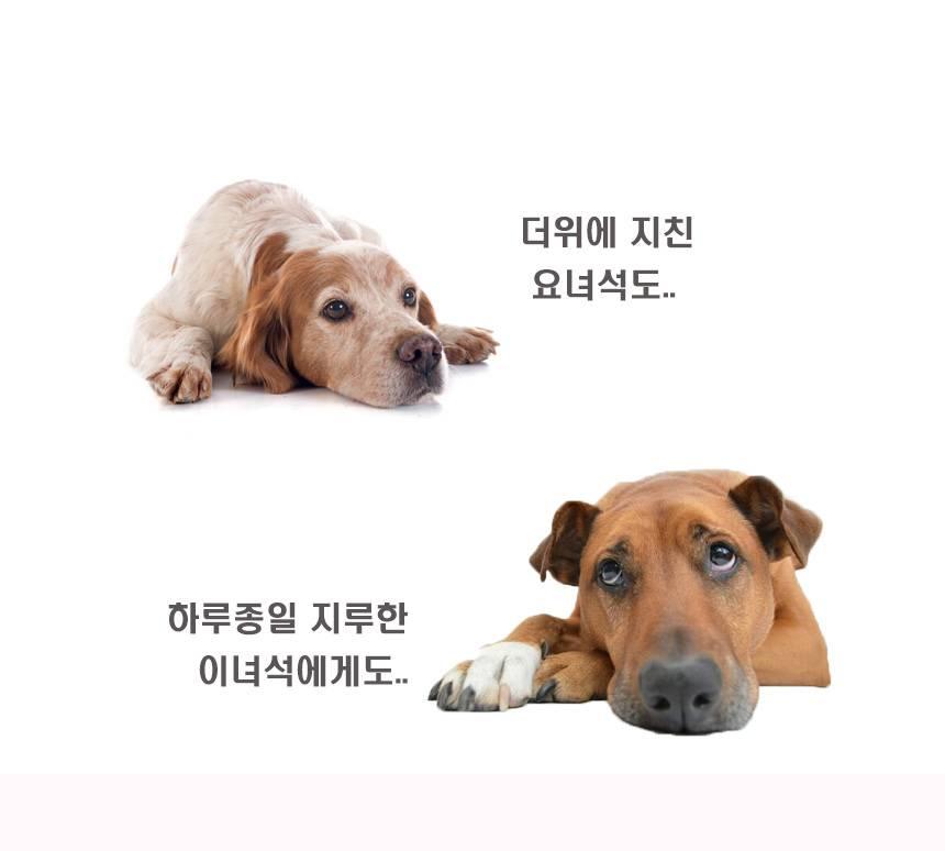 강아지 대형견 대리석 쿨 매트 대형 강아지 아이스 매트 - 상세 이미지 5