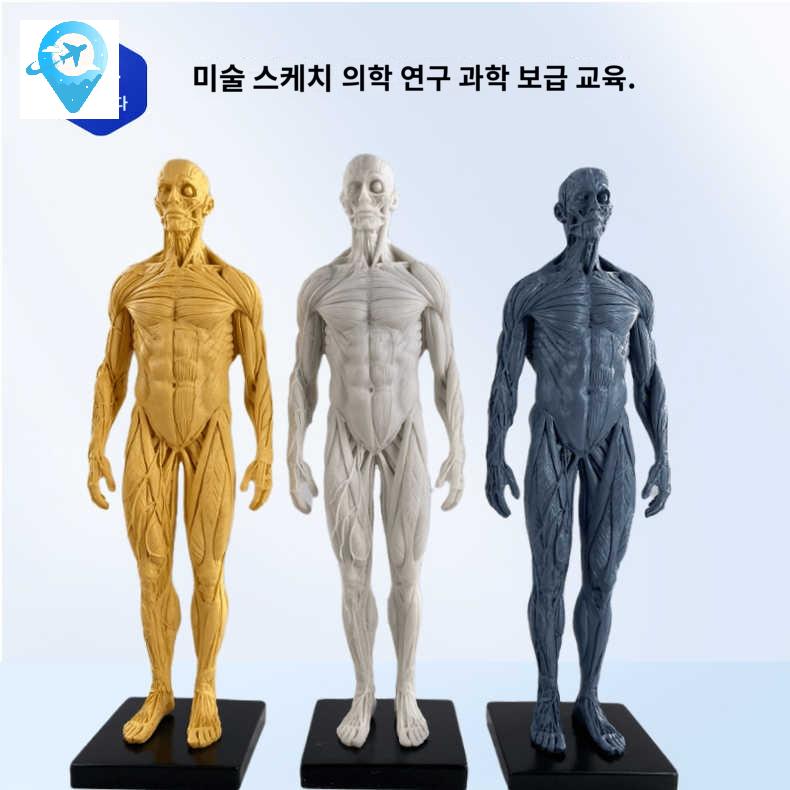 해부학 모형 드로잉 전신 근육 미술 스케치 인체 모델 - 상세 이미지 4
