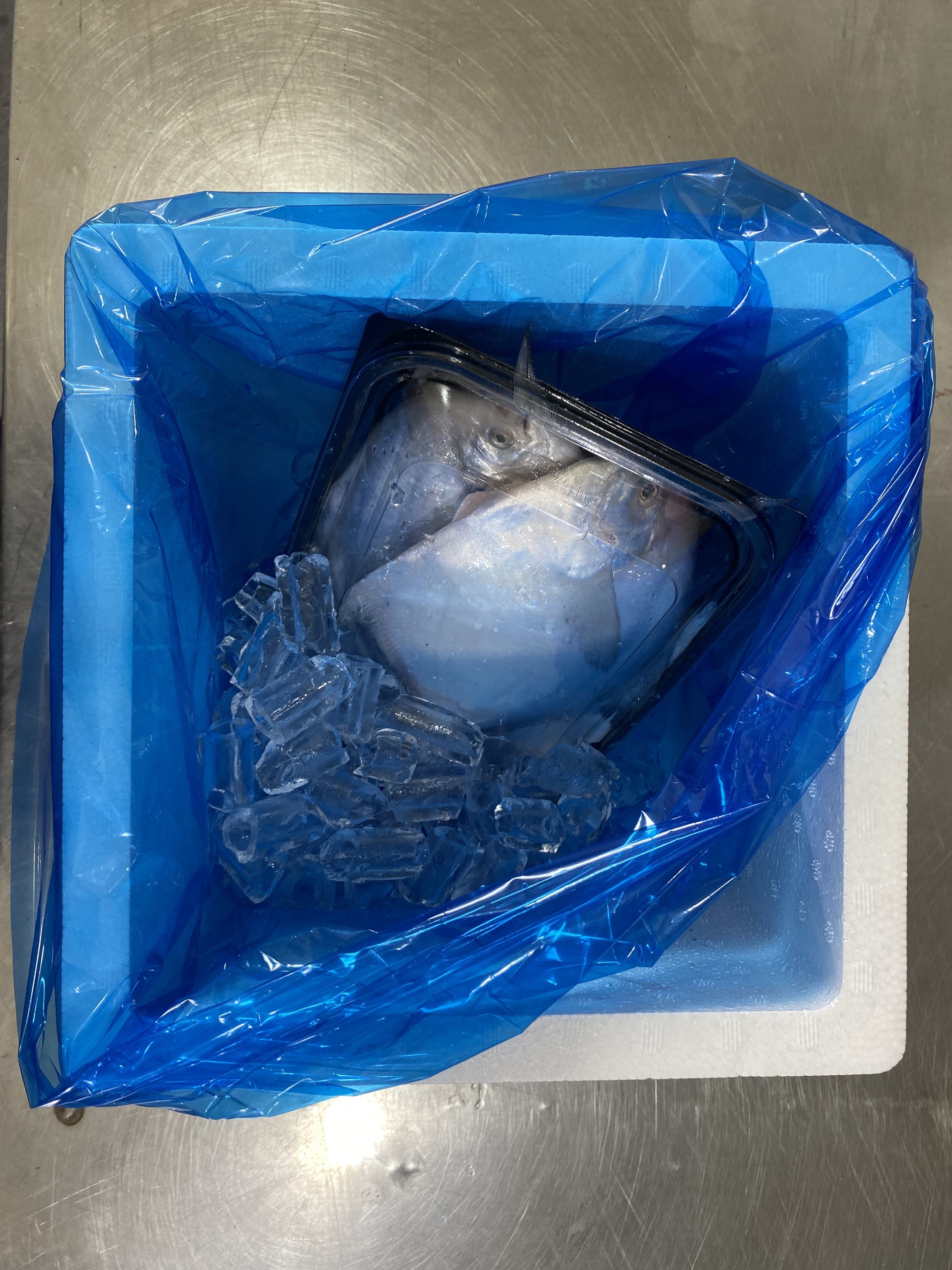 (산지직송) 남해안 손질 병어 횟감 구이 조림 세꼬시 냉동 이미지 8