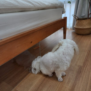 고양이 침대밑 쇼파밑 가림막 펜스 강아지 아크릴 가림판 투명 울타리 고양... 솔직 후기 | 실제 사용자 리뷰 총정리 - 상품 이미지 4