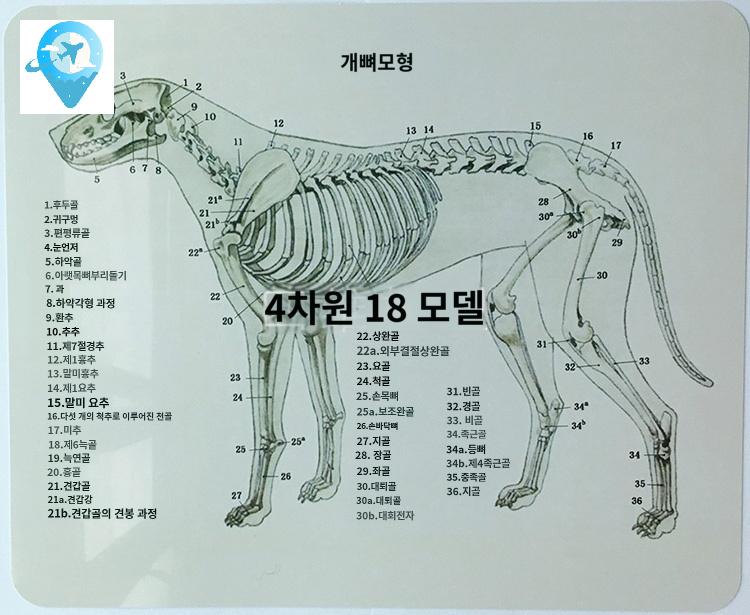 골조 교육 강아지 모형 해부학 동물병원 해골 표본 - 상세 이미지 5