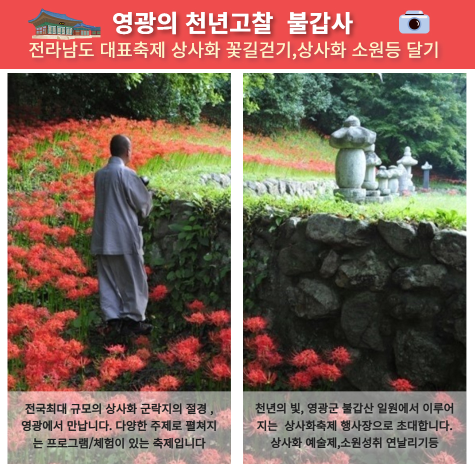 [가을버스여행] 불갑사 상사화 축제&고창 선운사&영광 굴비정식 이미지 8