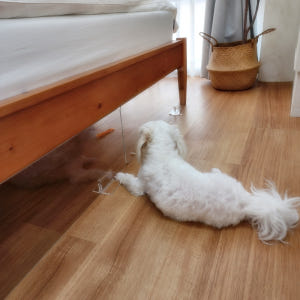 고양이 침대밑 쇼파밑 가림막 펜스 강아지 아크릴 가림판 투명 울타리 고양... 솔직 후기 | 실제 사용자 리뷰 총정리 - 상품 이미지 2