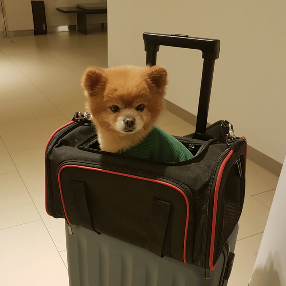 강아지 가방 이동가방 캐리어 애견 반려견 애완견 기내용 산책 이동장 이미지 8