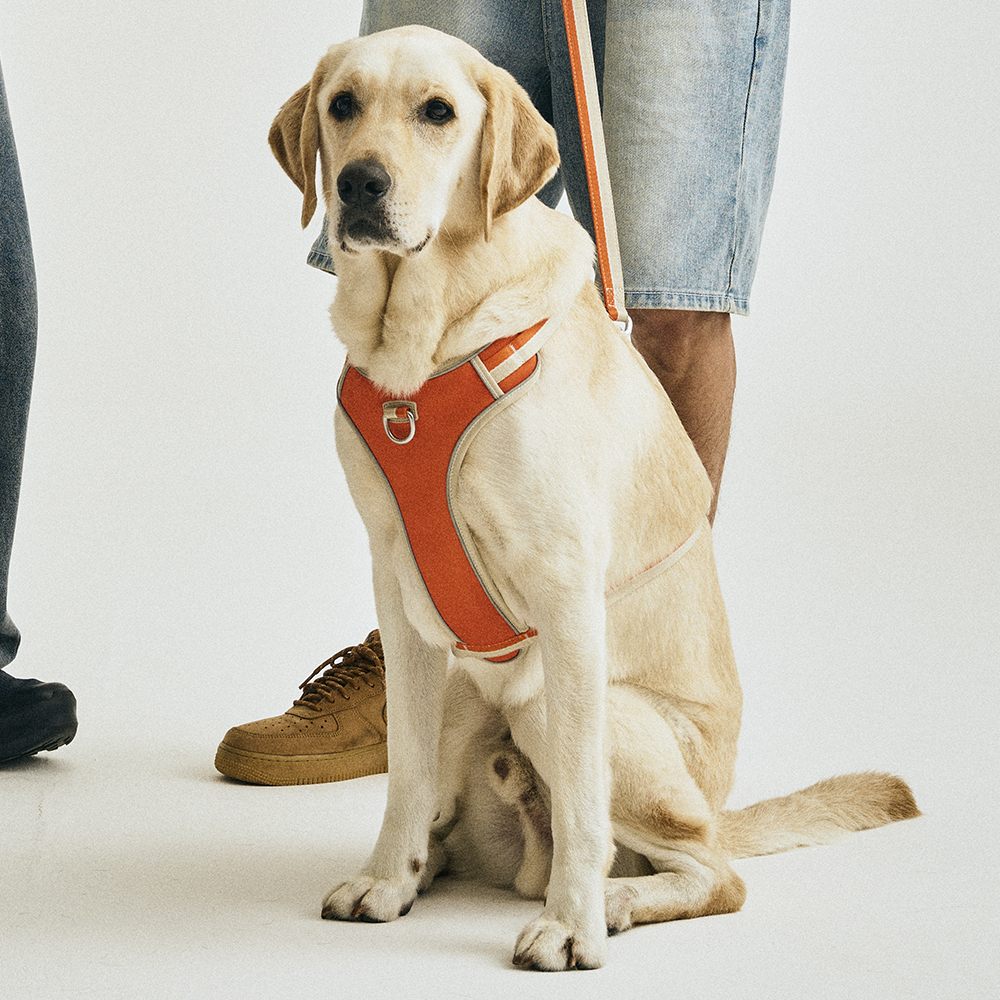 하웃 강아지 하네스 앞섬방지 가슴줄 H형 리드줄 세트