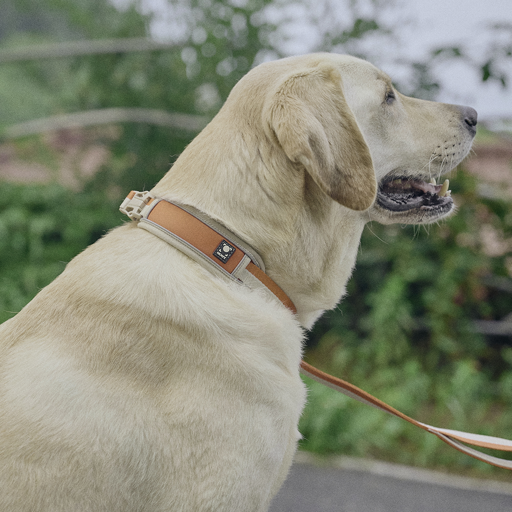 하웃 강아지 목줄 대형견 소형견 쿠션목줄 리드줄 세트