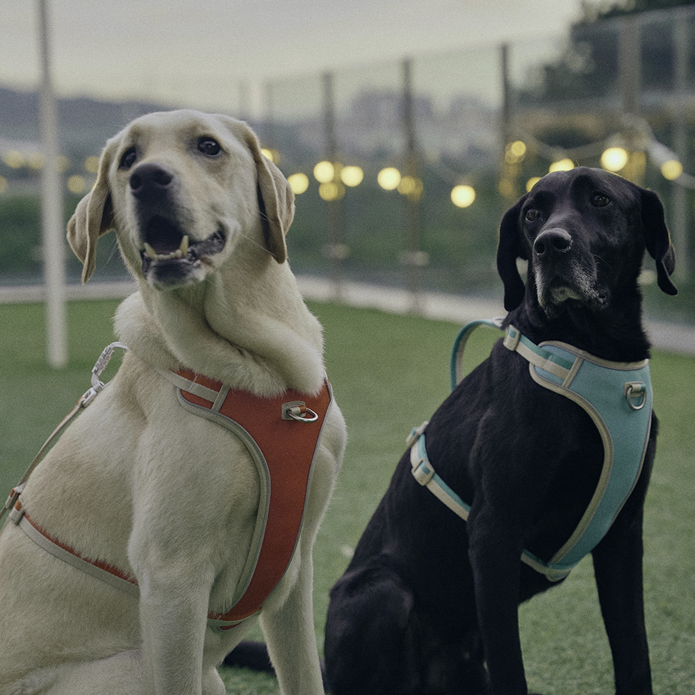 하웃 강아지 하네스 앞섬방지 가슴줄 H형 리드줄 세트