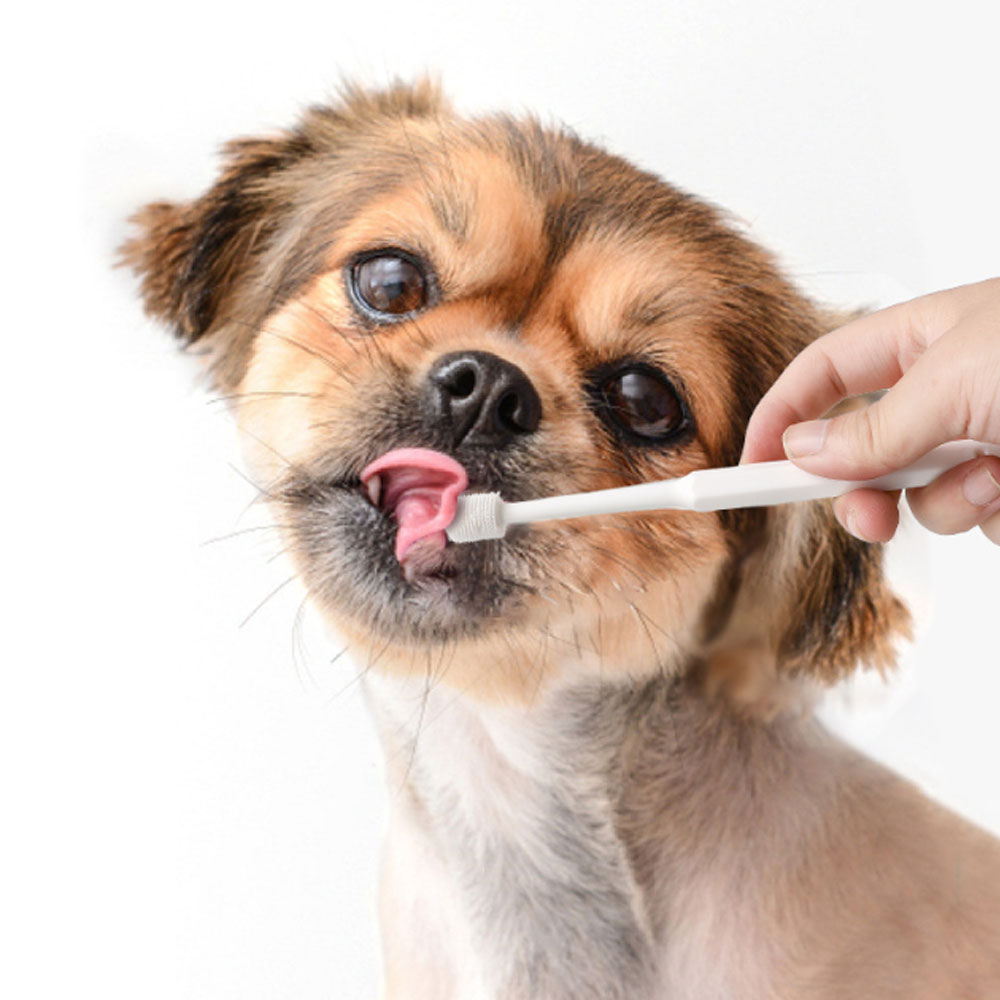 크레용펫 강아지 고양이 치석제거 칫솔 양치 입냄새 원형 360도 - 상품 이미지