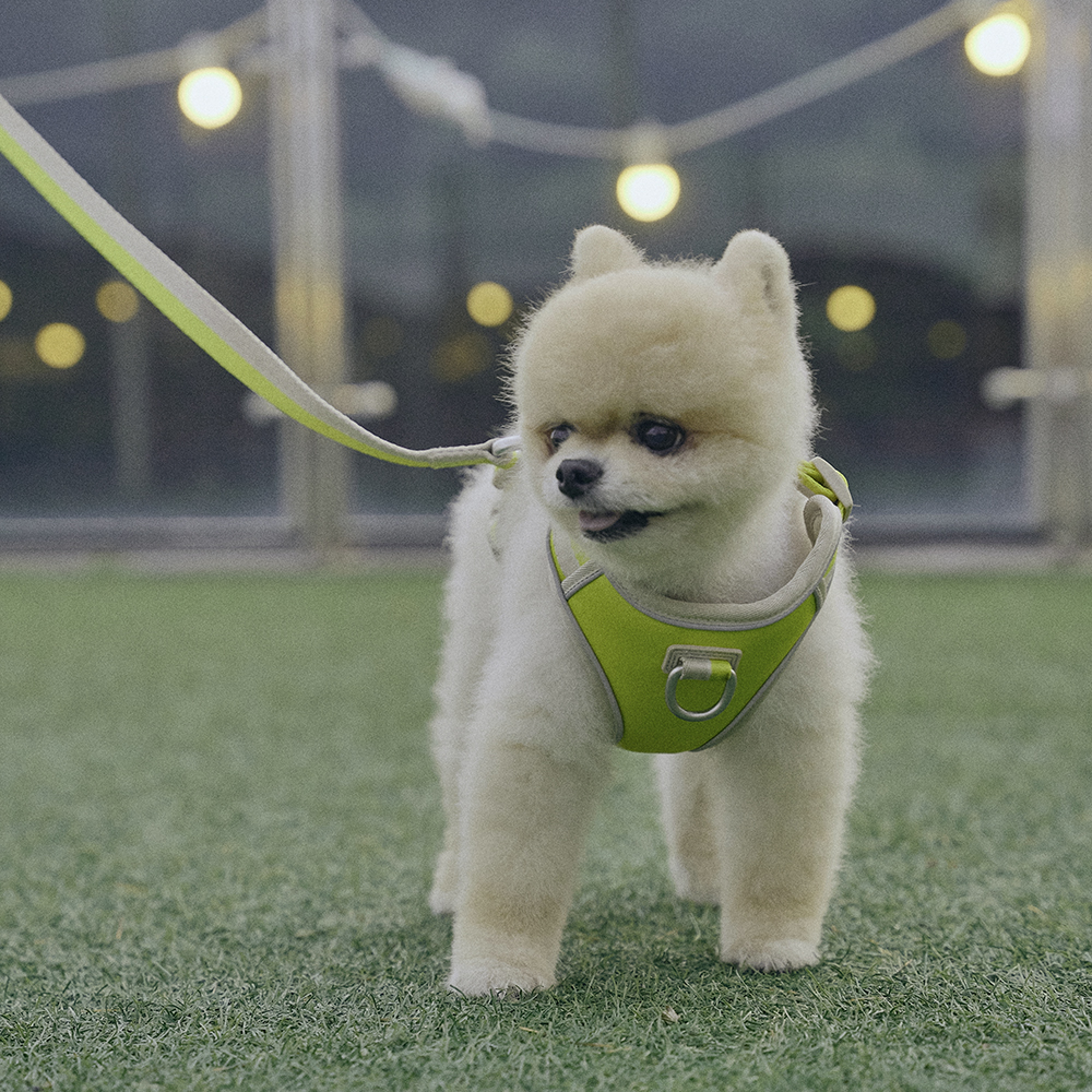 하웃 강아지 하네스 앞섬방지 가슴줄 H형 리드줄 세트