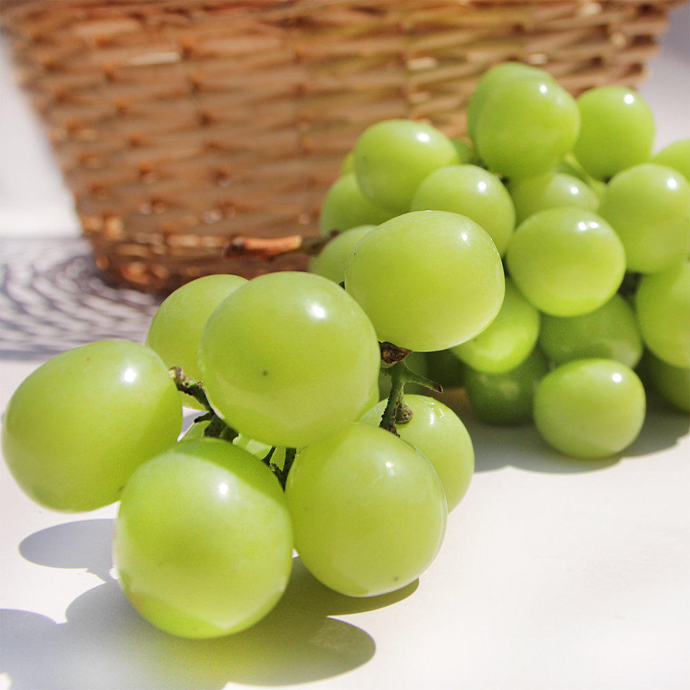 여름 캠벨 포도 2kg(특품) 샤인머스켓 이미지 6