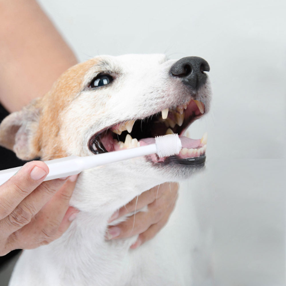 크레용펫 강아지 고양이 치석제거 칫솔 양치 입냄새 원형 360도 - 상세 이미지 2