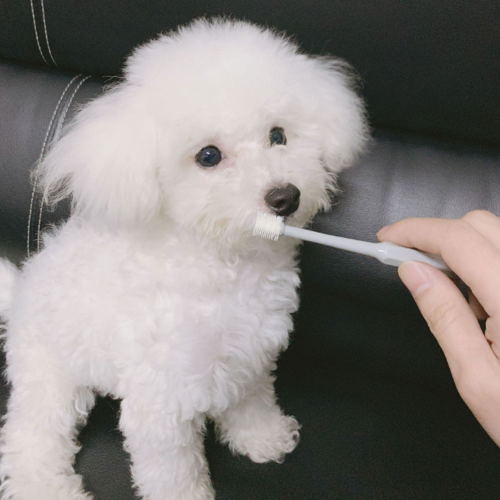 크레용펫 강아지 고양이 치석제거 칫솔 양치 입냄새 원형 360도 - 상세 이미지 5