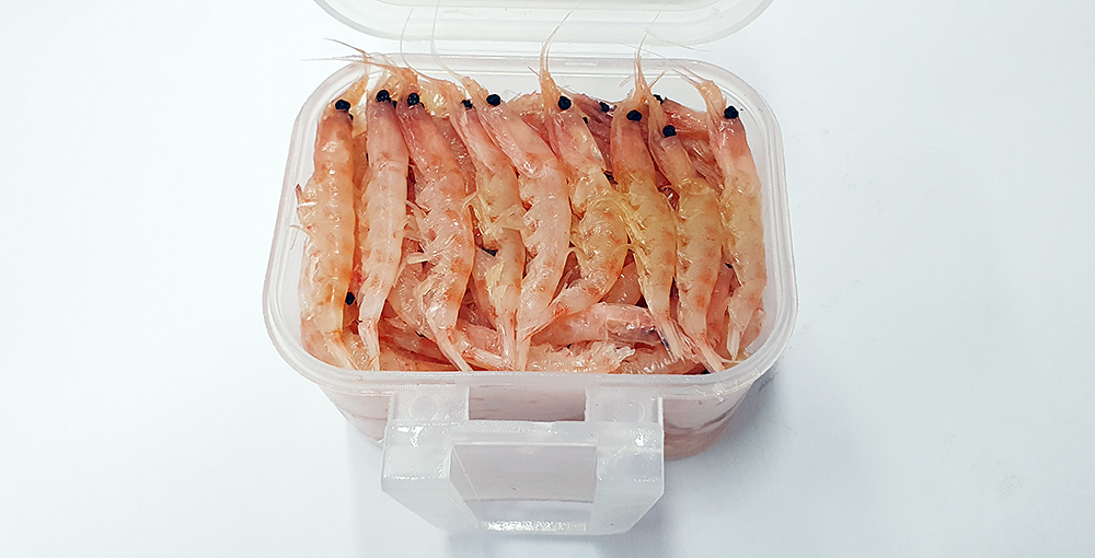 OK 파워 생 크릴 바다낚시미끼 백크릴 감성돔 벵에돔 돌돔 각크릴 새우미끼 이미지 4