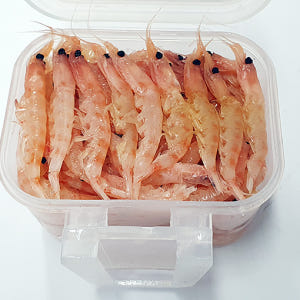 OK 파워 생 크릴 바다낚시미끼 백크릴 감성돔 벵에돔 돌돔 각크릴 새우미... 운동러 솔직 후기 | 실사용 리뷰 - 상품 이미지 4