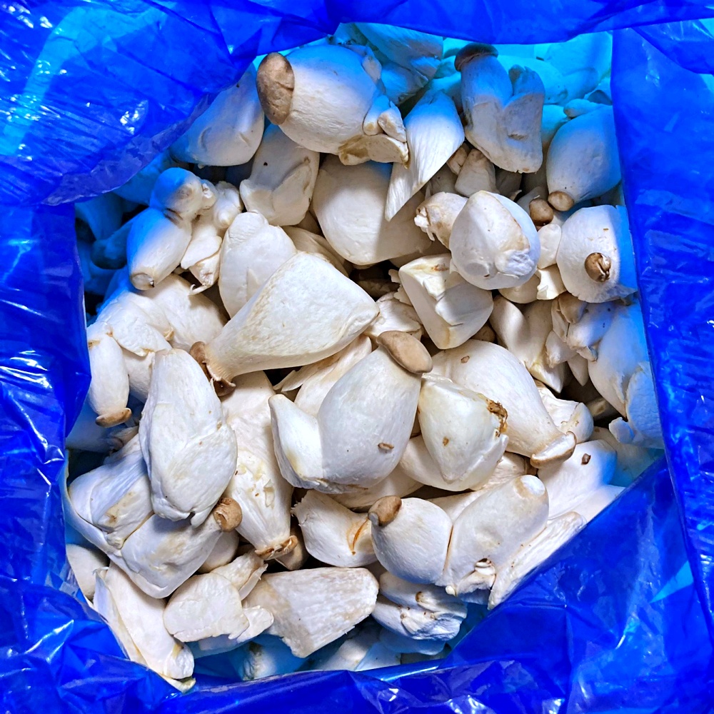 미니 새송이버섯 총알버섯 2kg 못난이 - 상세 이미지 3