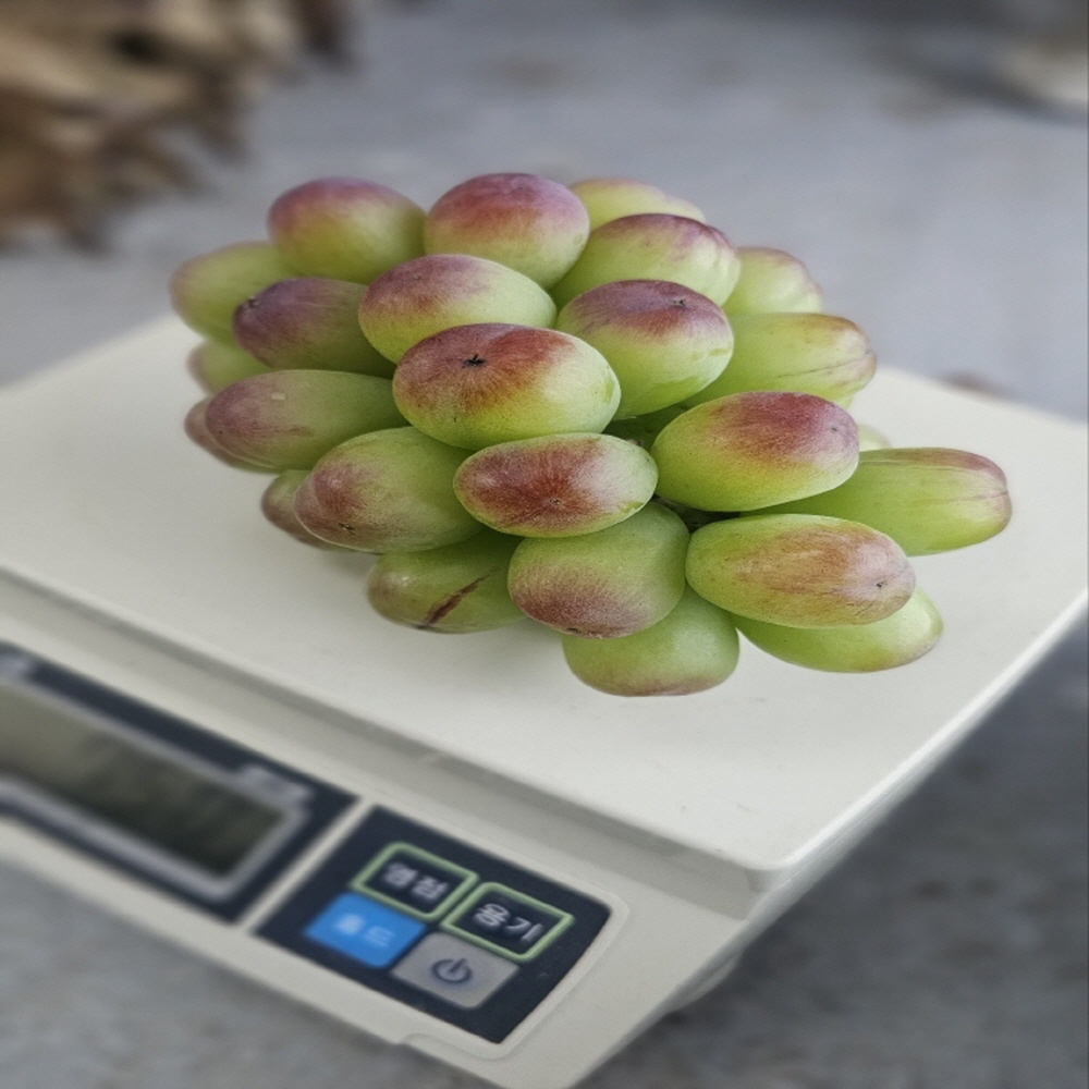 삼영농장 프리미엄 포도 바이올렛킹 800g(1팩) 17브릭스 이상 보장 이미지 8