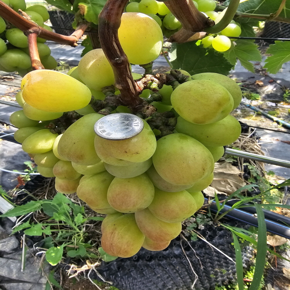 특별 포도 혼합 세트 바이올렛킹 + 샤인머스켓 혼합 1.5kg 경남거제 - 상세 이미지 4