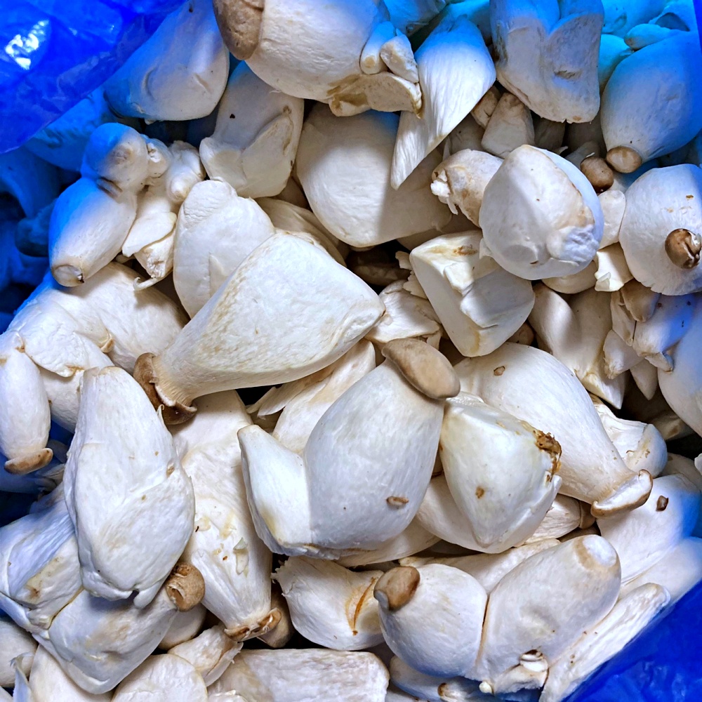 미니 새송이버섯 총알버섯 2kg 못난이 - 메인 이미지