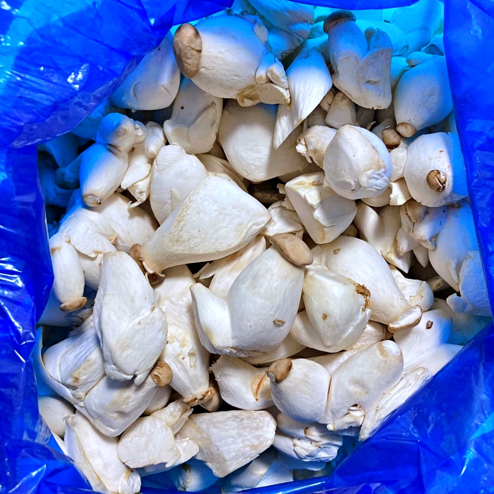 미니 새송이버섯 총알버섯 2kg 못난이 - 상세 이미지 2