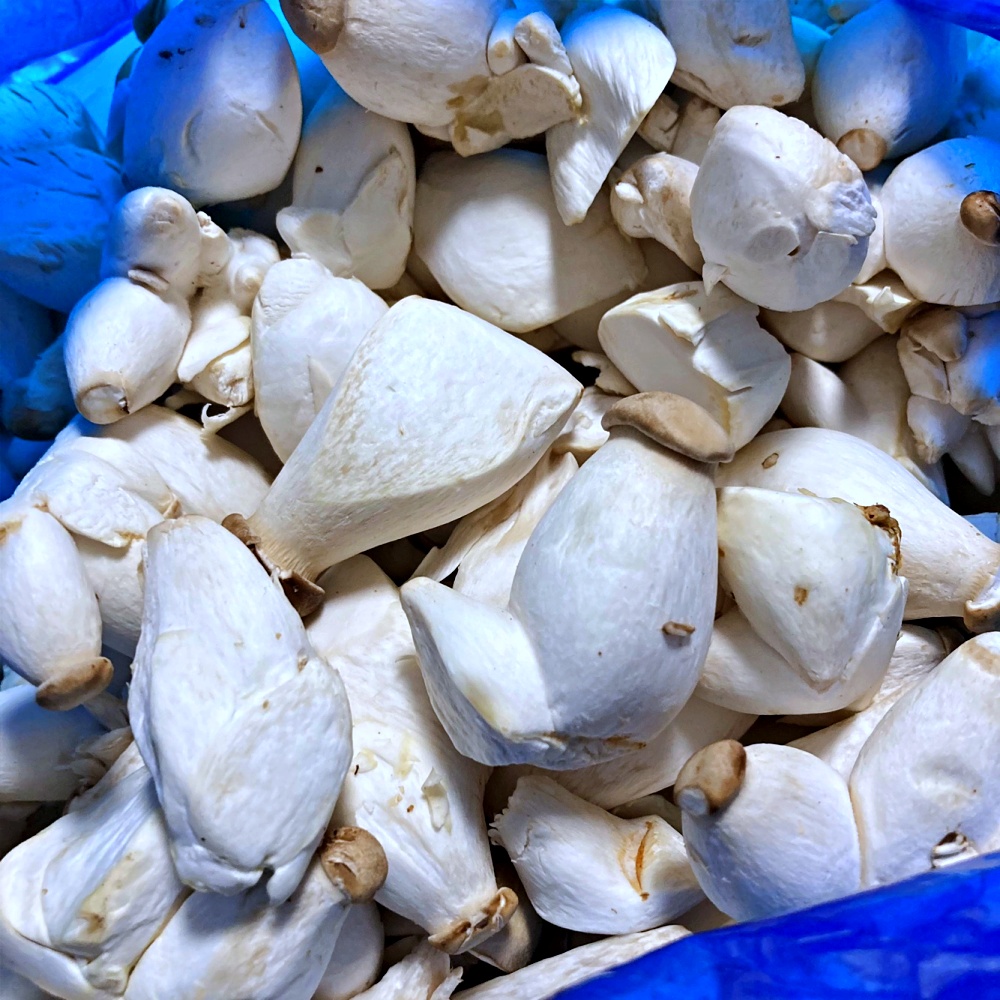 미니 새송이버섯 총알버섯 2kg 못난이 - 상세 이미지 4
