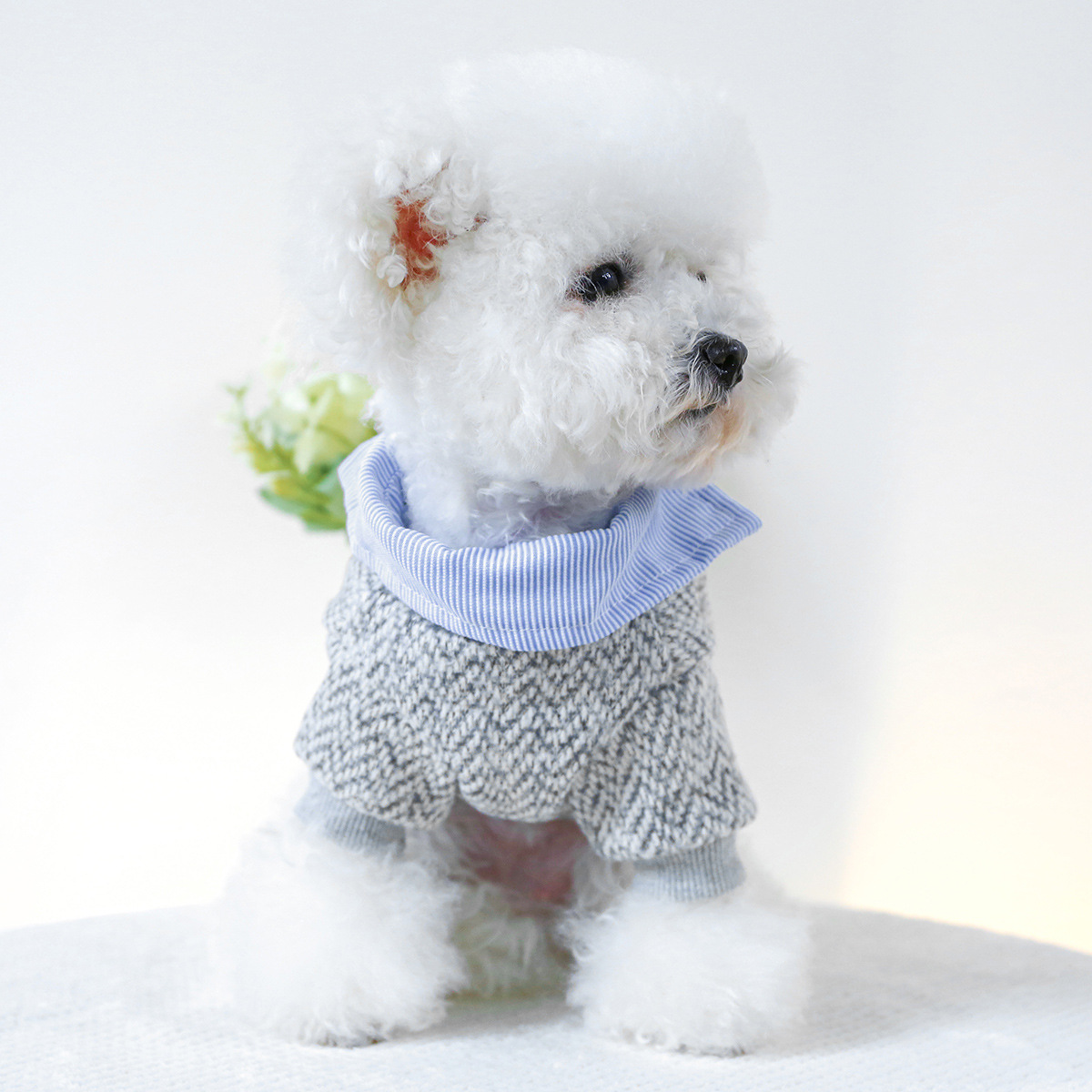 강아지옷 고양이 옷 자수 레터링 디테일 투피스 스타일 댕댕이 힙한 스웨터셔츠