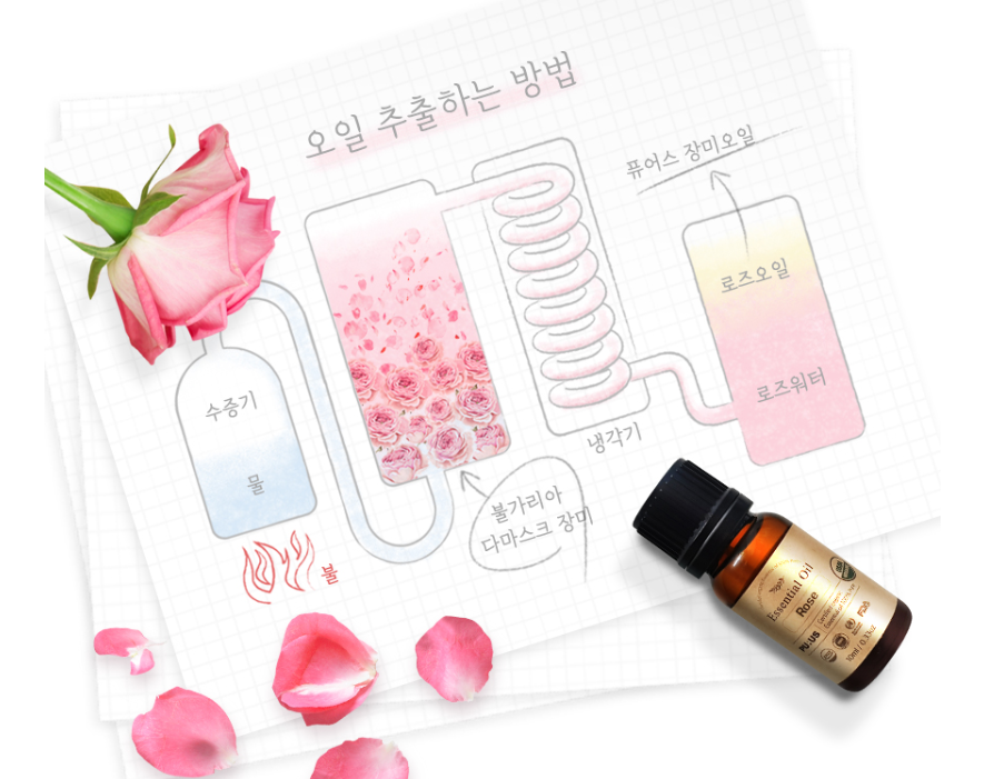 장미오일효능 불가리아 장미오일 아로마용 식물성 로즈 10ml 이미지 4
