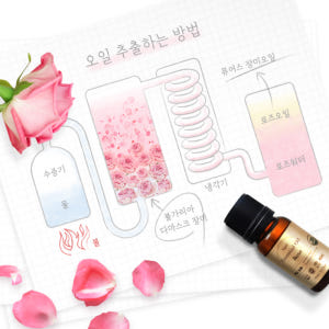 장미오일효능 불가리아 장미오일 아로마용 식물성 로즈 10ml 솔직 후기 | 피부 타입별 분석 - 상품 이미지 4