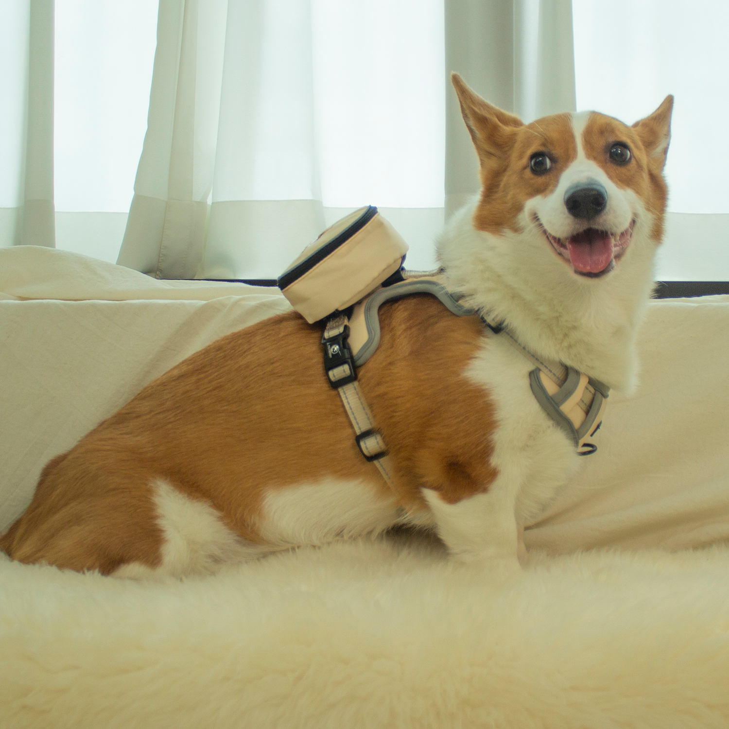 펫스츄리 강아지 가방 하네스 자수 이름표 에어백 캐릭터 XS S