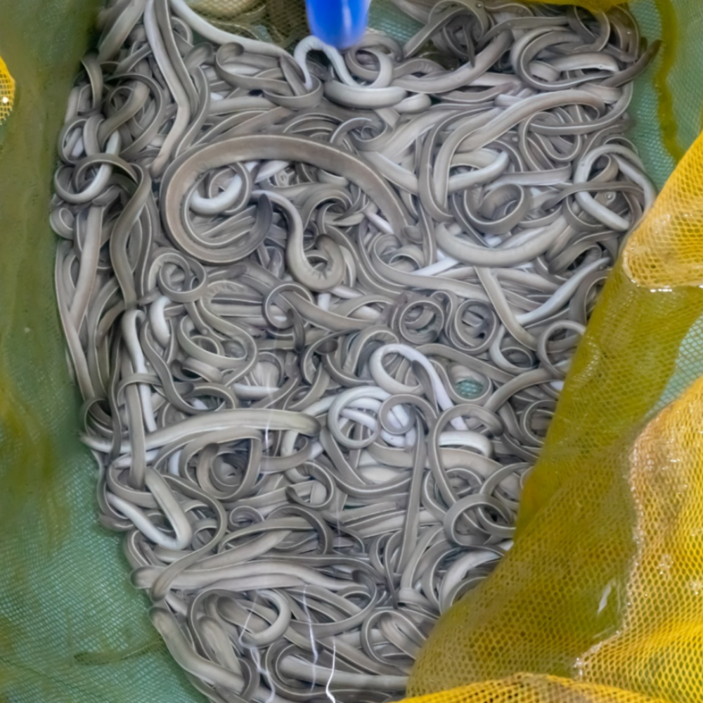 생물 꼼장어 1kg, 1개 - 상세 이미지 5