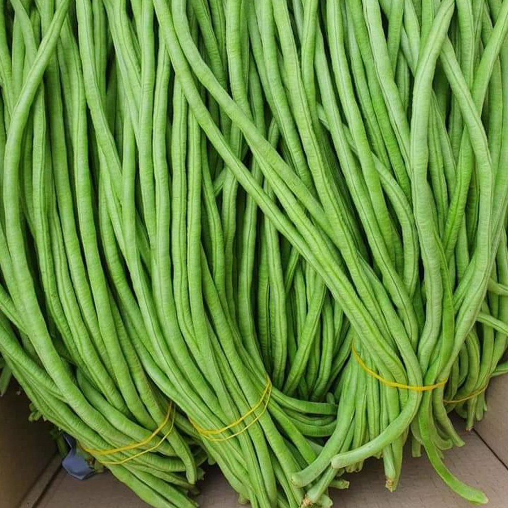 국내산 당일수확 줄콩 롱빈 500g 1kg 줄기콩 Dau dua / Long bean 동남아 식재료 - 상품 이미지