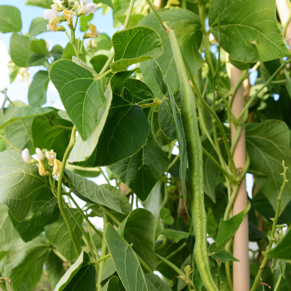 국내산 당일수확 줄콩 롱빈 500g 1kg 줄기콩 Dau dua / Long bean 동남아 식재료 이미지 7