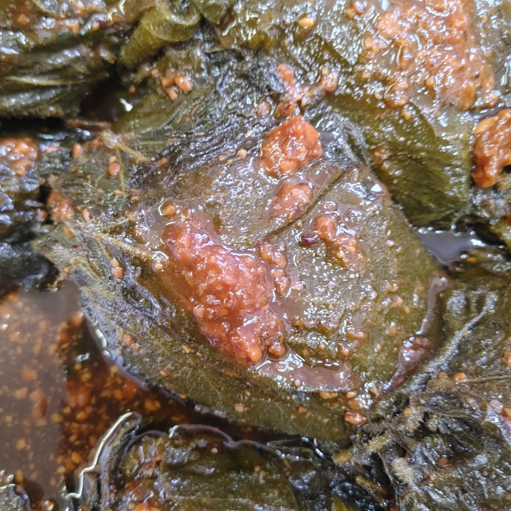 순창 장담아전통식품 콩잎 초록콩잎 된장장아찌 500g - 상품 이미지