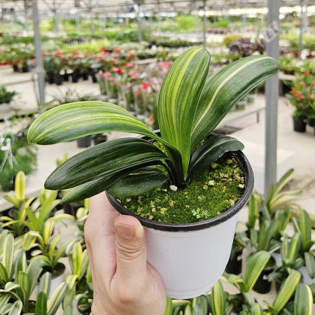 아비가든 협력사 무늬군자란 공기정화 승진 개업 동양란 서양란 아비가든