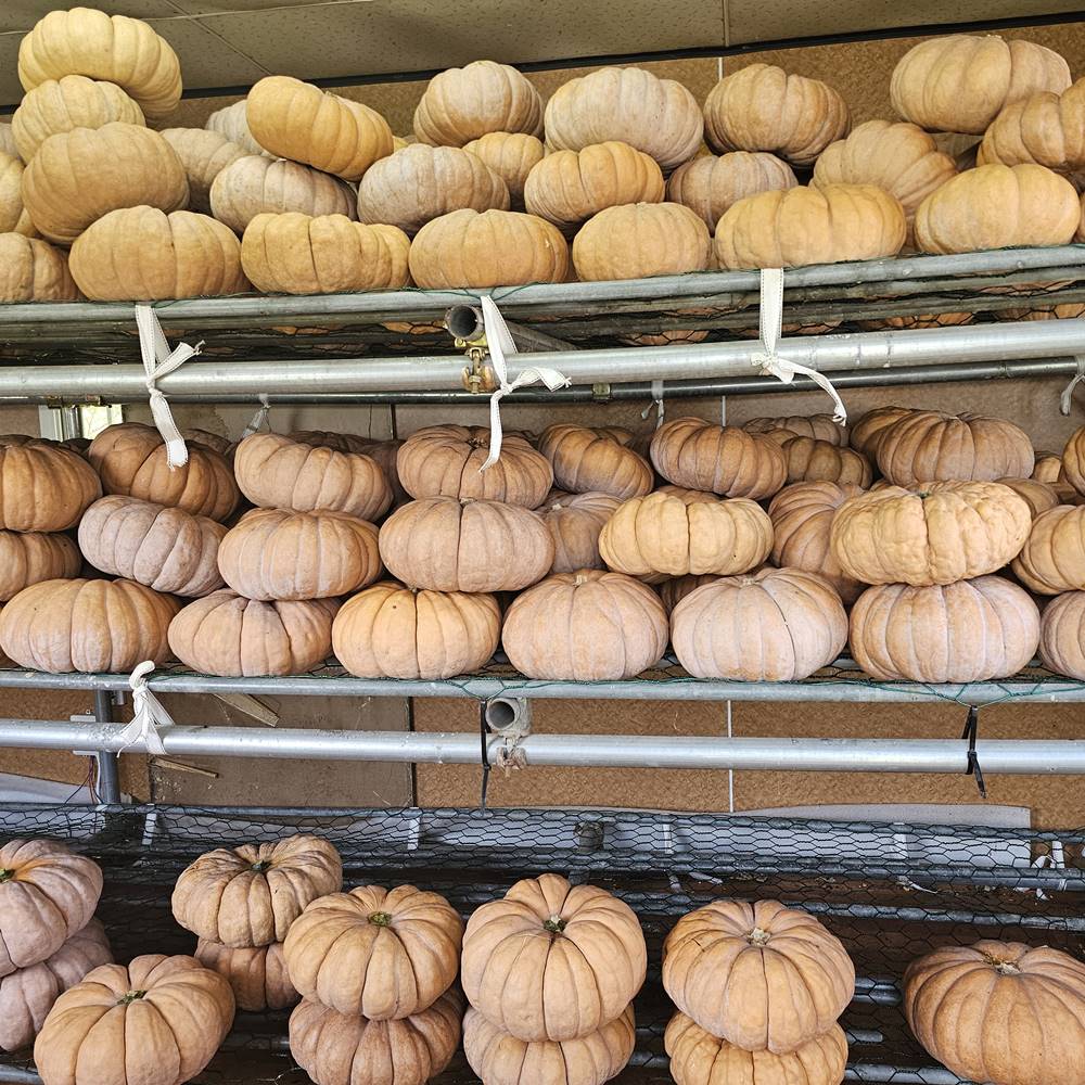 친환경 부여 햇 늙은호박 공중재배 손질호박 2kg - 상세 이미지 4