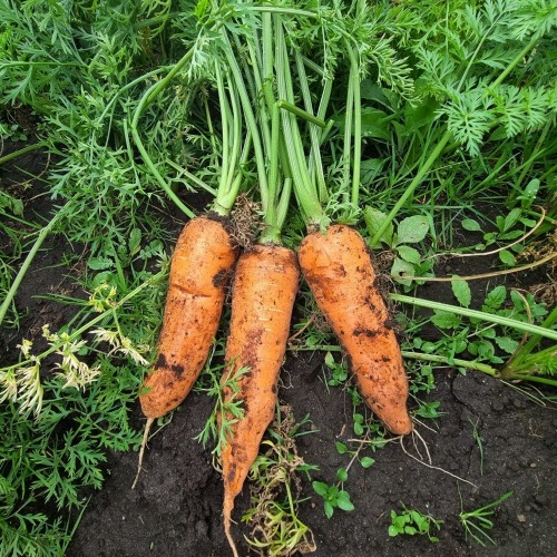 국내산 슈퍼푸드 햇 당근 5kg