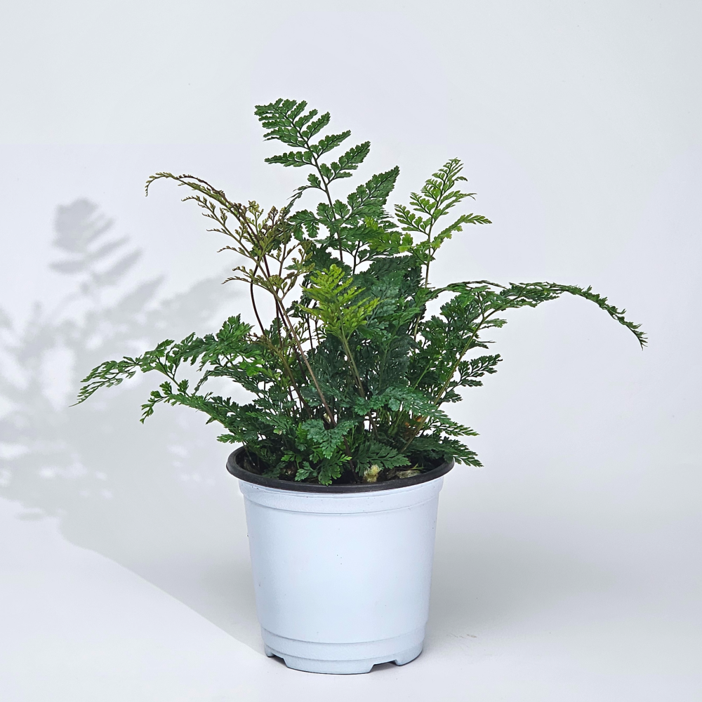 실내공기정화 희귀 양치식물 넉줄 후마타고사리 테라리움식물 10cm