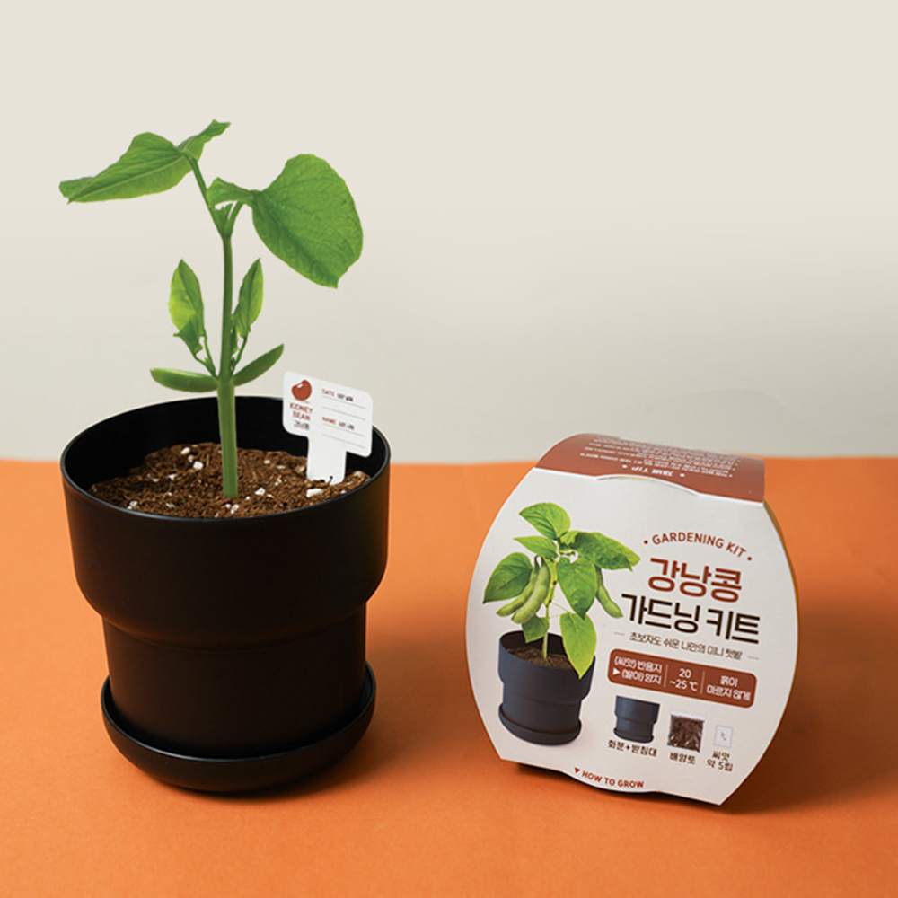 강낭콩 씨앗 키우기 초보자 재배용 강남콩 키트 - 상세 이미지 3