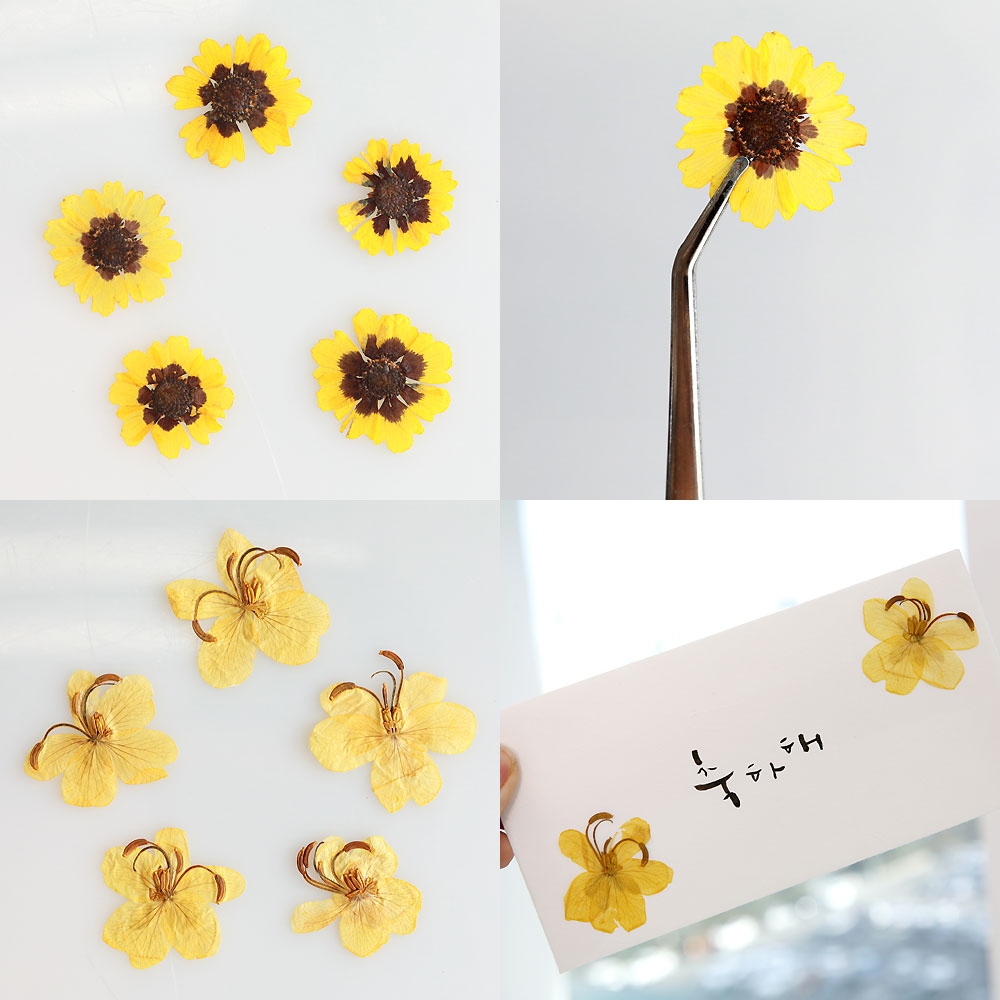 압화 꽃송이 압화꽃 조화 누름꽃 마가렛혼합 6종 이미지 7