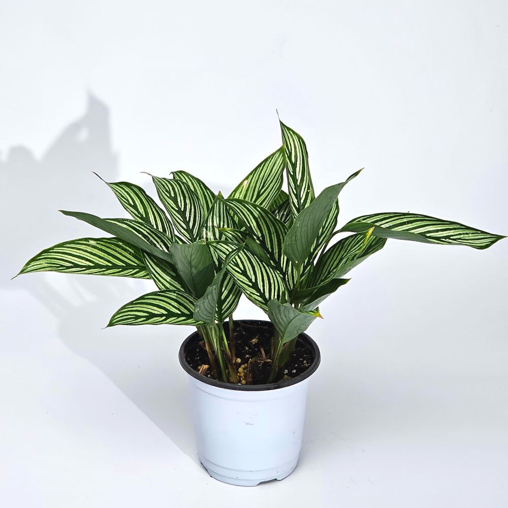 실내공기정화 희귀무늬 식물 칼라데아비타타 플랜테리어 10cm