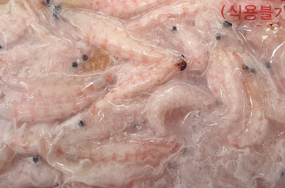 동원 특 550g 750g 백크릴 각크릴 크릴새우 생크릴 밑밥 미끼 집어제 감성돔 참돔 - 상세 이미지 2